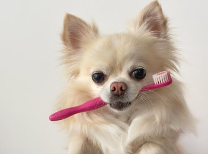 Take Care Of Your Pet’s Smile!
